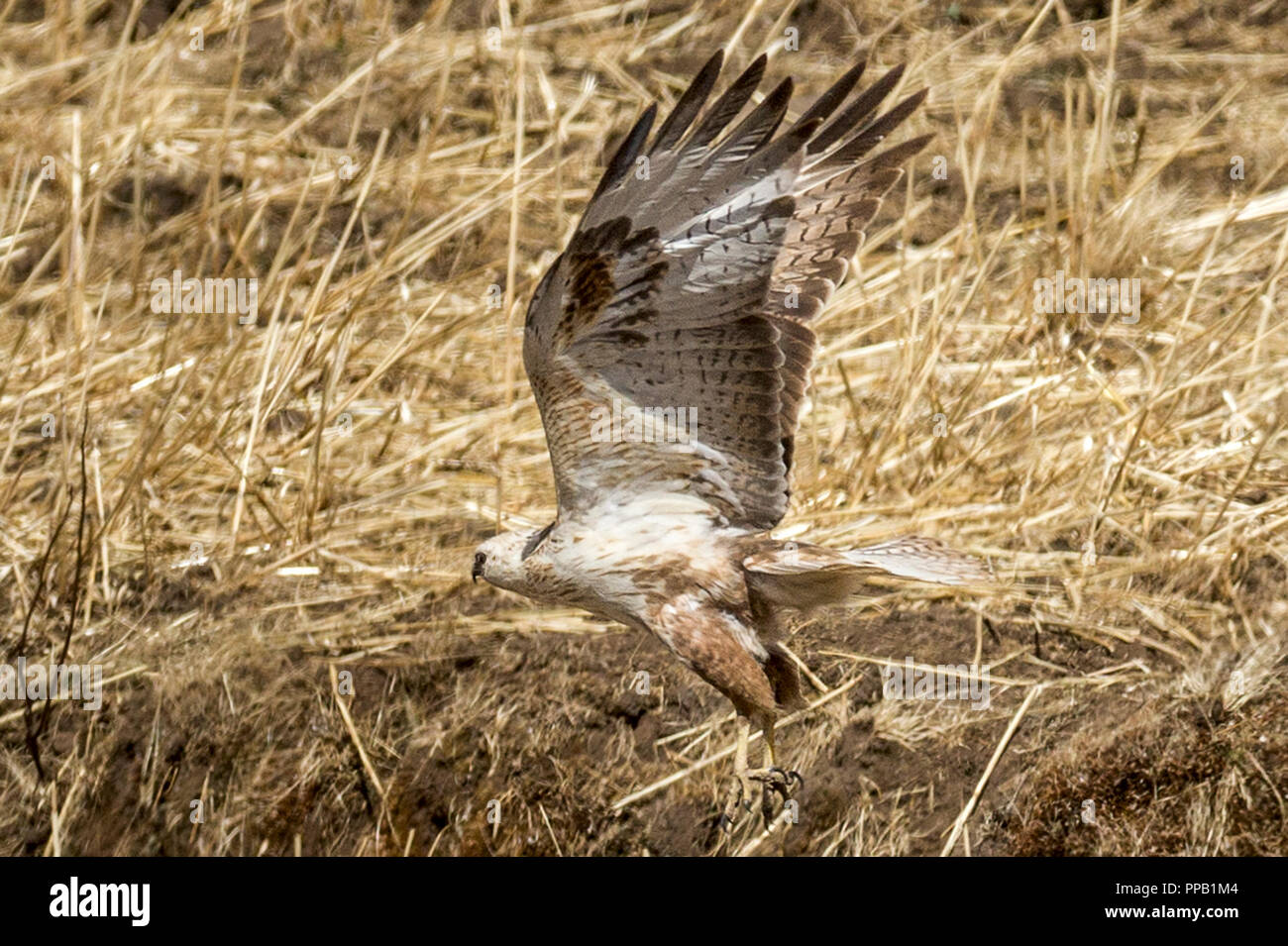 Long-legged buzzard, Buteo rufinus,Simiens Parc National, l'Ethiopie Banque D'Images
