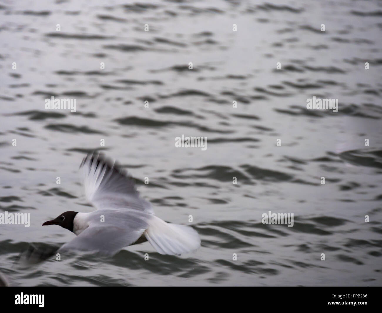 Libre d'une mouette à tête noire volant au-dessus de la surface de l'eau. Banque D'Images