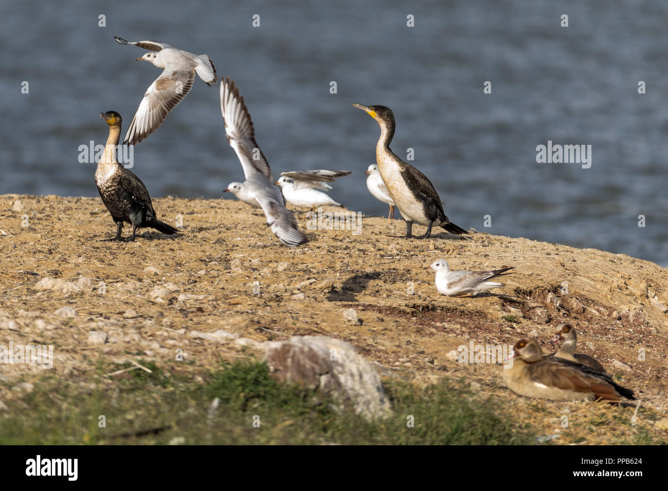 Le Cormoran à poitrine blanche,C), N-Br à tête grise Chroicocephalus cirrocephalus,Goélands, oies égyptiennes,Alopochen aegyptiaca, Lac Tana, Bahir Dar, Ethiop Banque D'Images