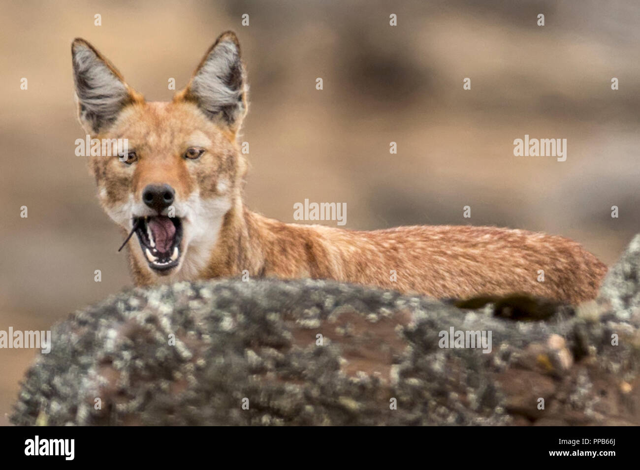 Loup éthiopien temps Mole-Rat Sanetti géant, Plateau, montagnes de balle, de l'Éthiopie Banque D'Images