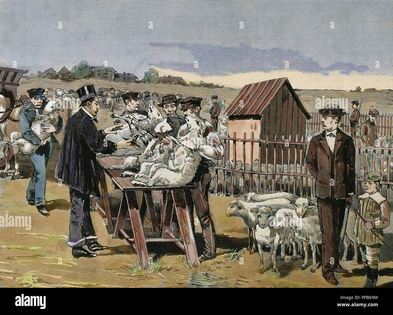 PASTEUR, Louis (1822-1895) chimiste français et bactériologiste. La vaccination des moutons contre le charbon. Agerville (France), 1884. La gravure. Banque D'Images