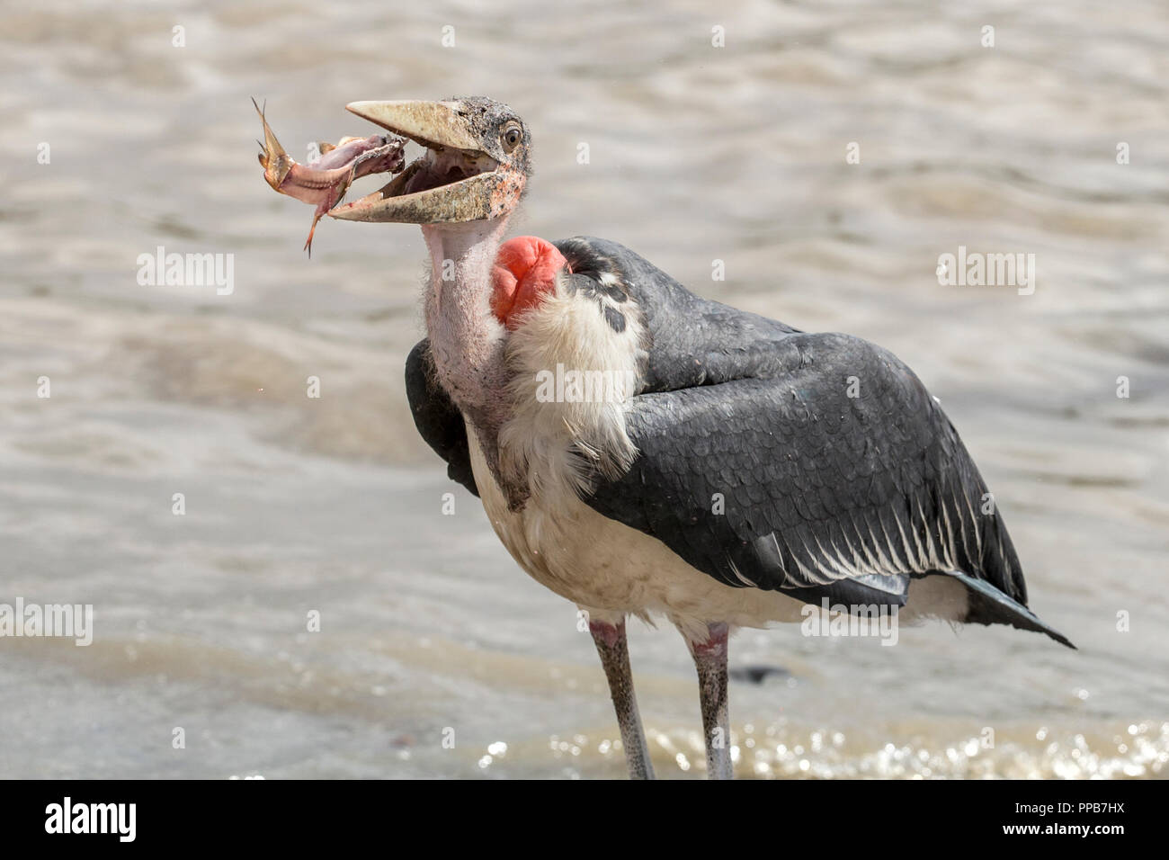 Marabout africain alias 'undertaker bird' (crumenifer Flamant rose (Phoenicopterus ruber), l'ingestion de poissons, lac Ziway, Ethiopie Banque D'Images