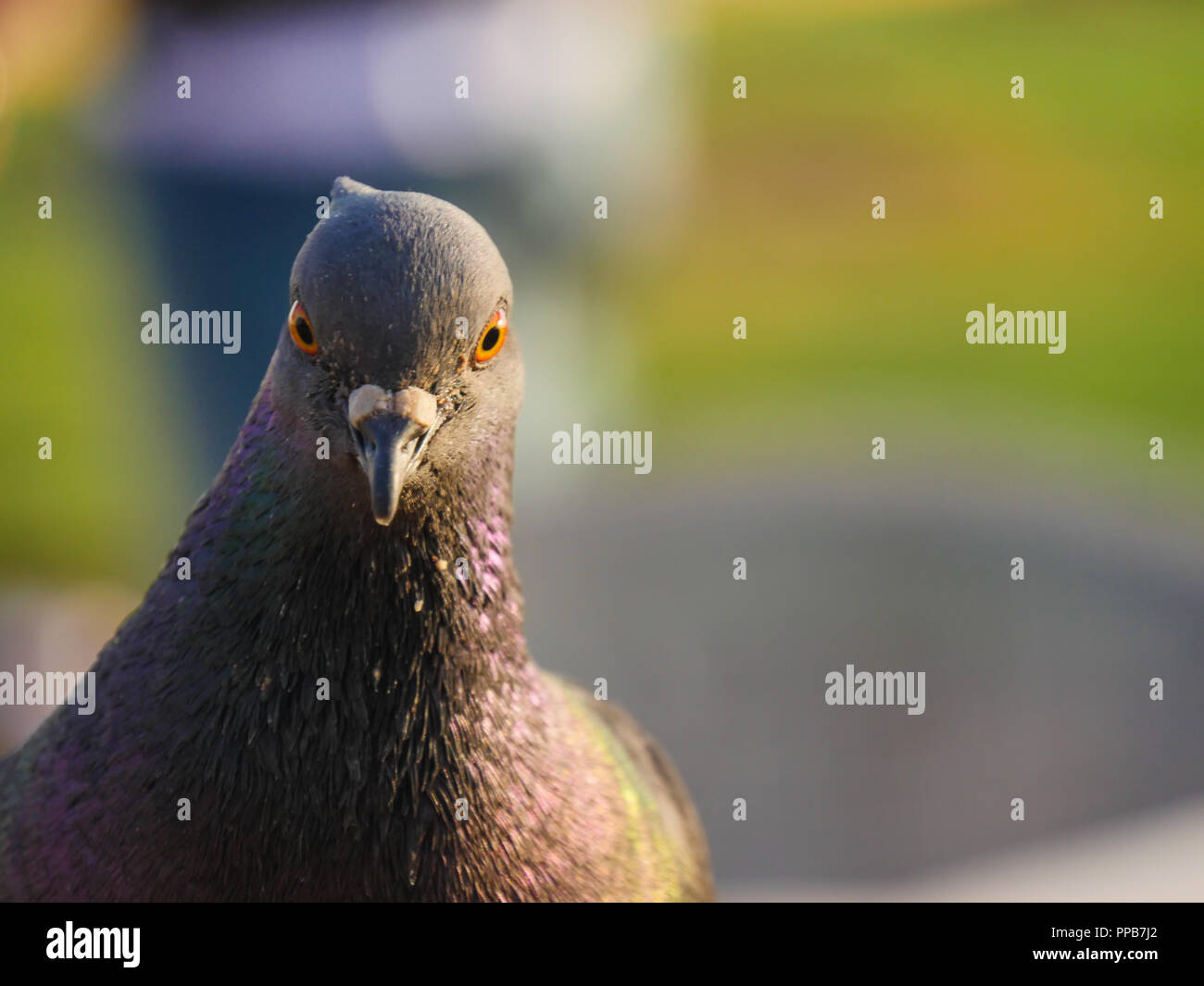 À la caméra par pigeon Banque D'Images