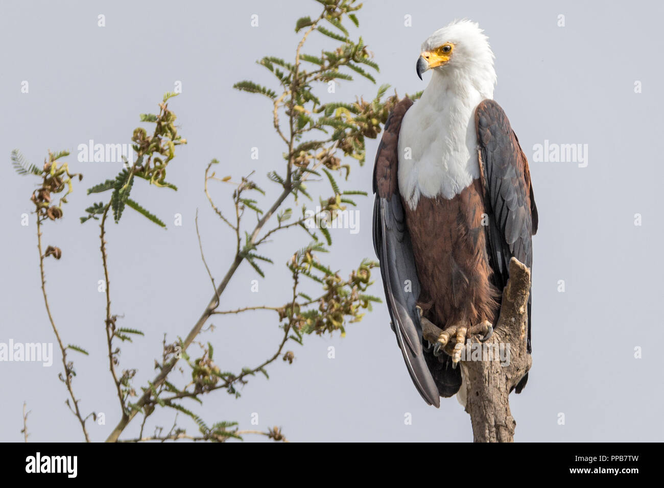 African Fish Eagle, Haliaeetus vocifer, lac Ziway, Ethiopie Banque D'Images
