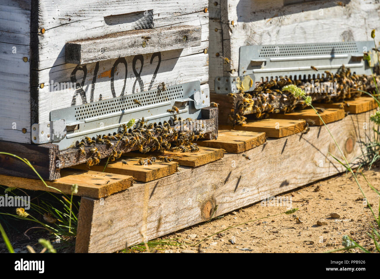 Essaim d'abeilles à miel en face d'une ruche, Provence, France Banque D'Images