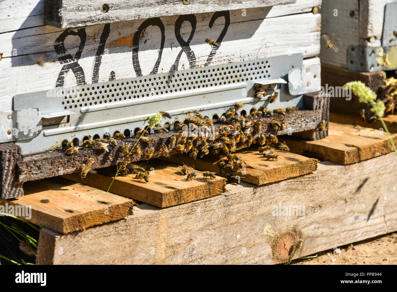 Essaim d'abeilles à miel en face d'une ruche, Provence, France Banque D'Images