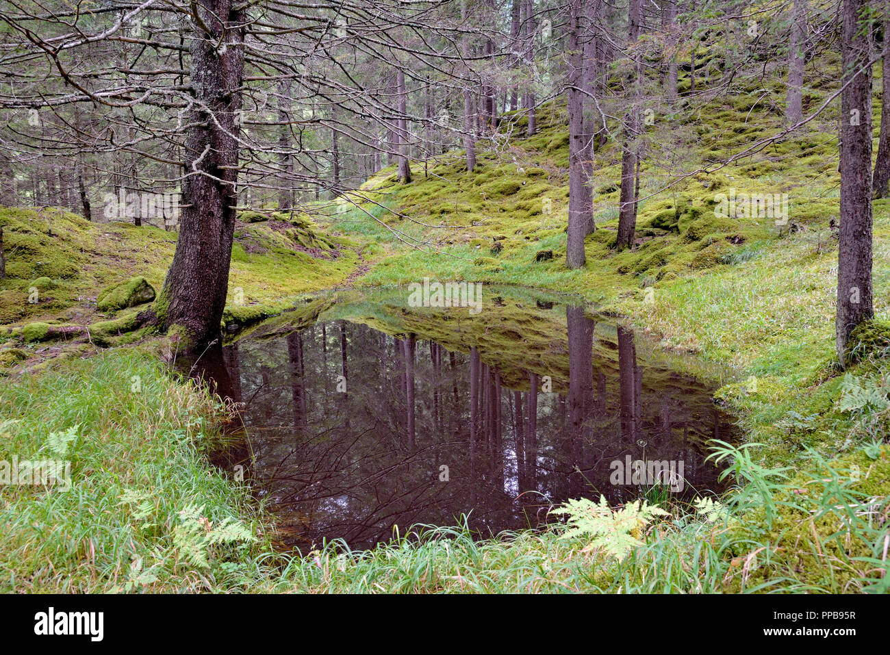 Kachlmoor, marais, avec un petit étang, Heiligenblut, le Parc National du Hohe Tauern, Carinthie, Autriche Banque D'Images