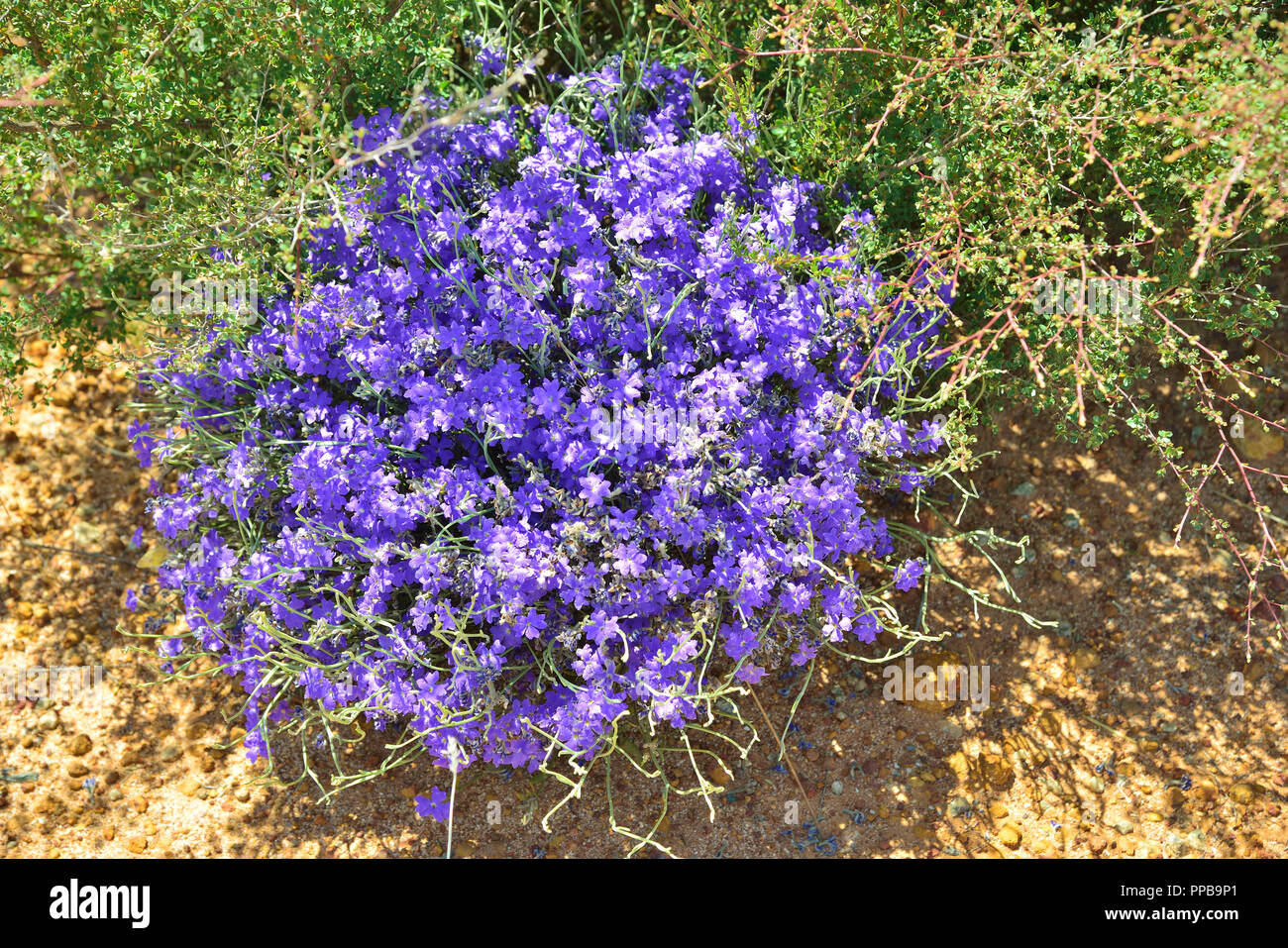 Fleurs sauvages bleues photographiées lors d'une promenade autour de Wave Rock, Hyden, WA, Australie-occidentale Banque D'Images
