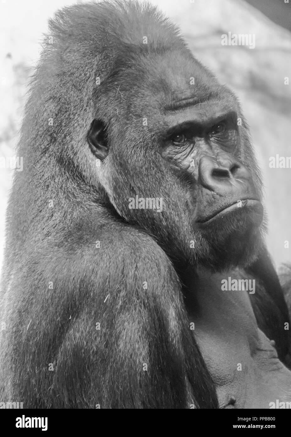 Portrait noir et blanc d'un mâle gorille de plaine de l'ouest (Gorilla gorilla) Banque D'Images