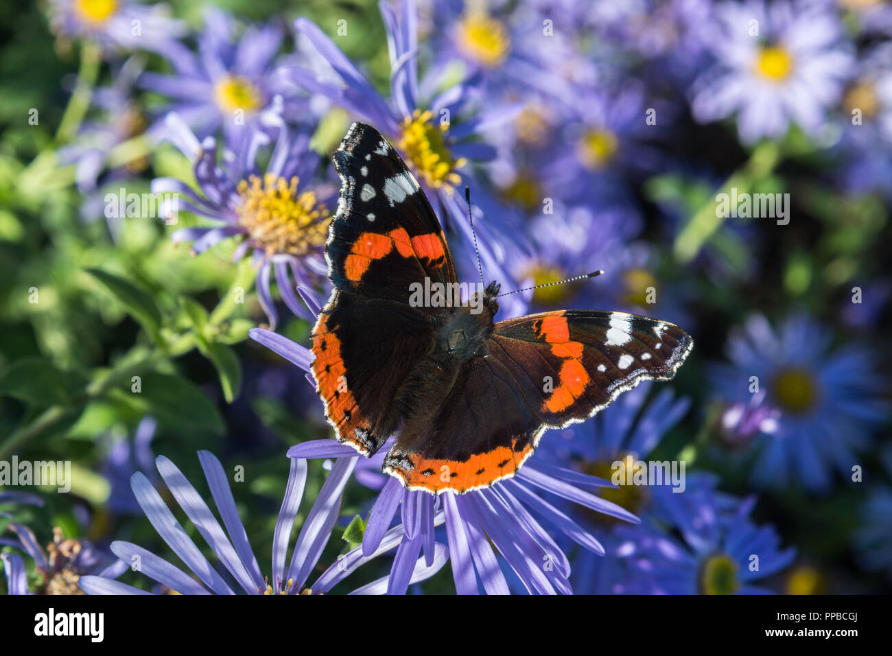 Gros plan d'une alimentation papillon amiral rouge du nectar de fleurs pourpre Michaelmas Daisy dans un parc dans le Lancashire, Angleterre, RU, à la fin de l'été. Banque D'Images