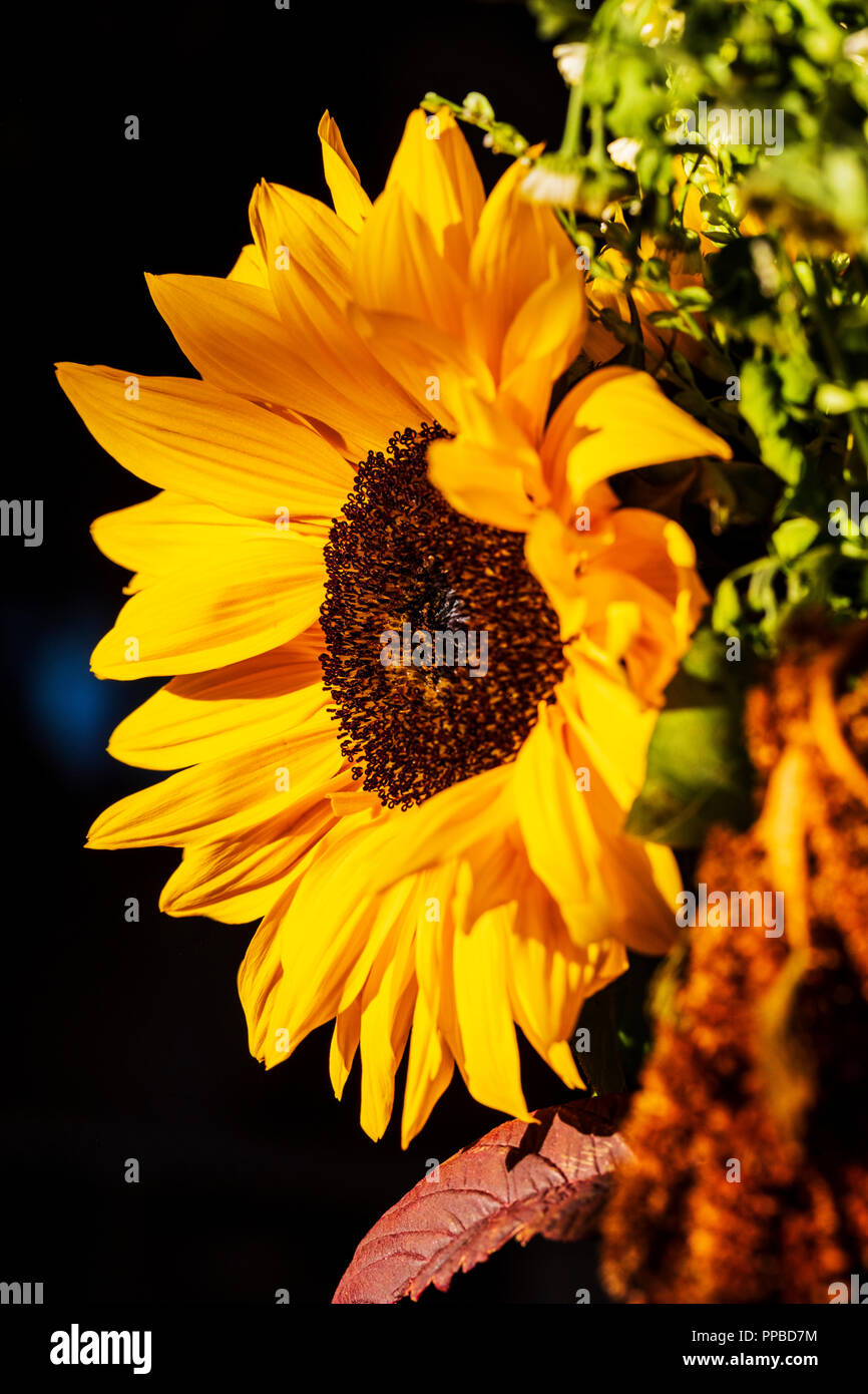 Close-up de fleurs de tournesol, Helianthus Banque D'Images