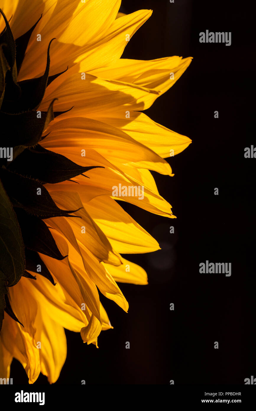 Close-up de pétales des fleurs de tournesol rétroéclairé jaune ; Helianthus Banque D'Images