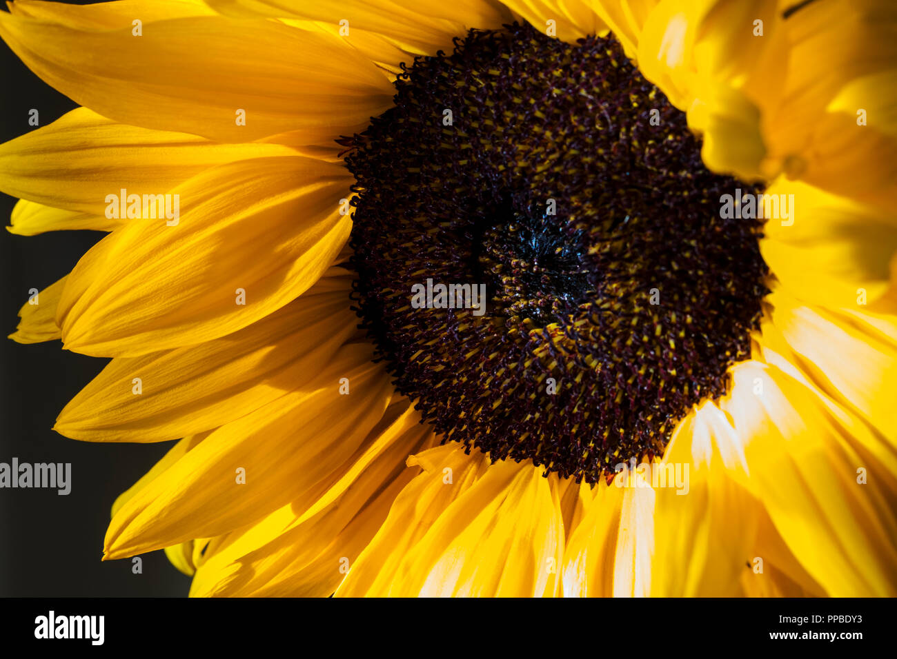 Close-up de fleurs de tournesol, Helianthus Banque D'Images