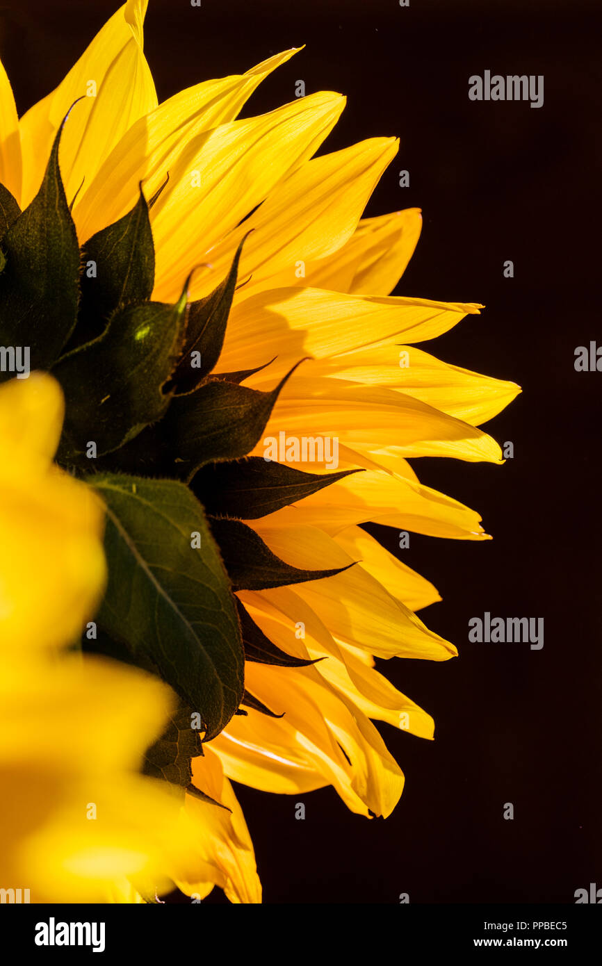 Close-up de pétales des fleurs de tournesol rétroéclairé jaune ; Helianthus Banque D'Images