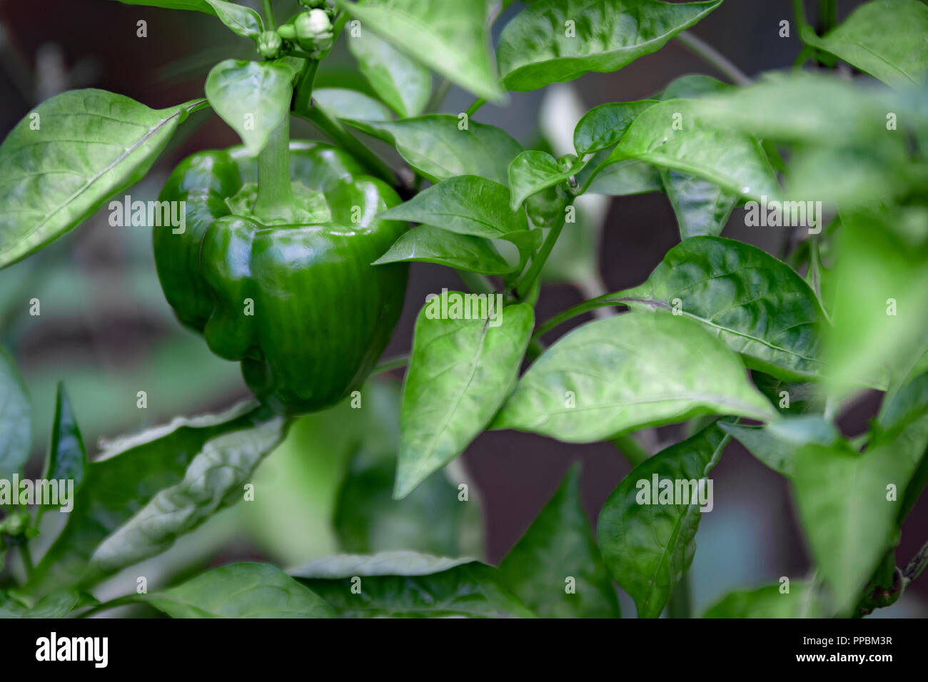 Un poivron vert est suspendu à partir d'une plante feuillue dans un jardin familial. Banque D'Images