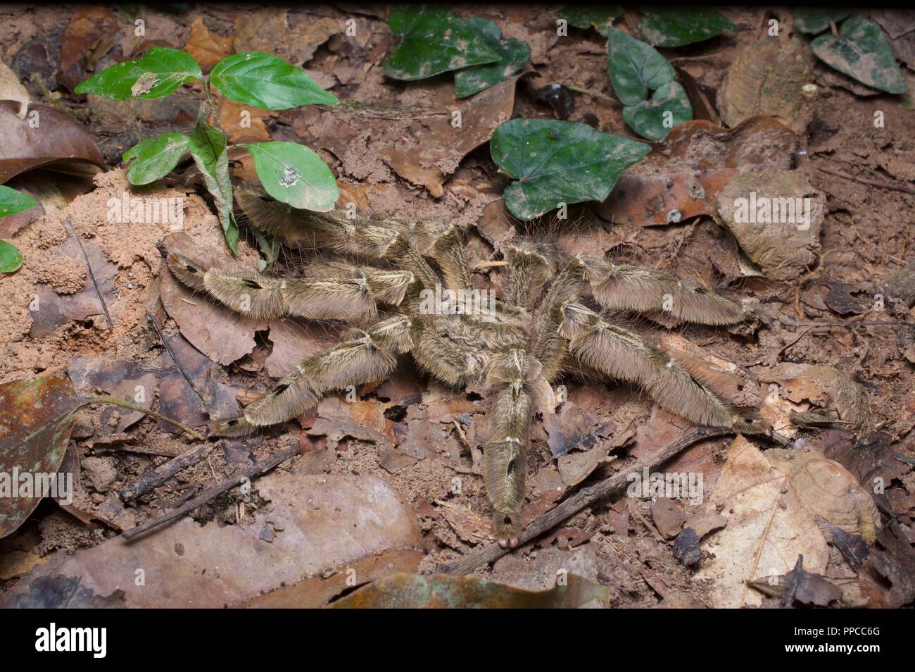 Une jambe en plumes (Stromatopelma calceatum Baboon Tarantula) dans la forêt tropicale de nuit à la réserve forestière de Bobiri, Ghana, Afrique de l'Ouest Banque D'Images