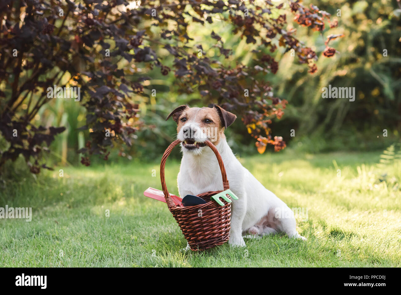 En Tant Que Jardinier Drole Humoristique Chien Porte Panier Avec Outils De Jardin Photo Stock Alamy