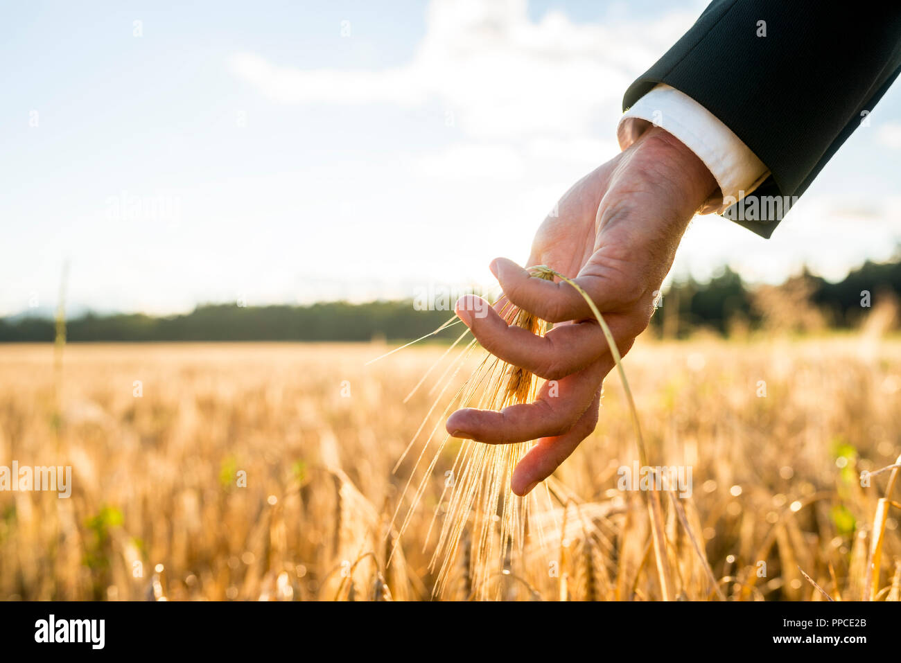 Businessman touching un épi de blé de maturation. De conceptuel pour en revenir à la nature pour l'inspiration et l'énergie. Banque D'Images