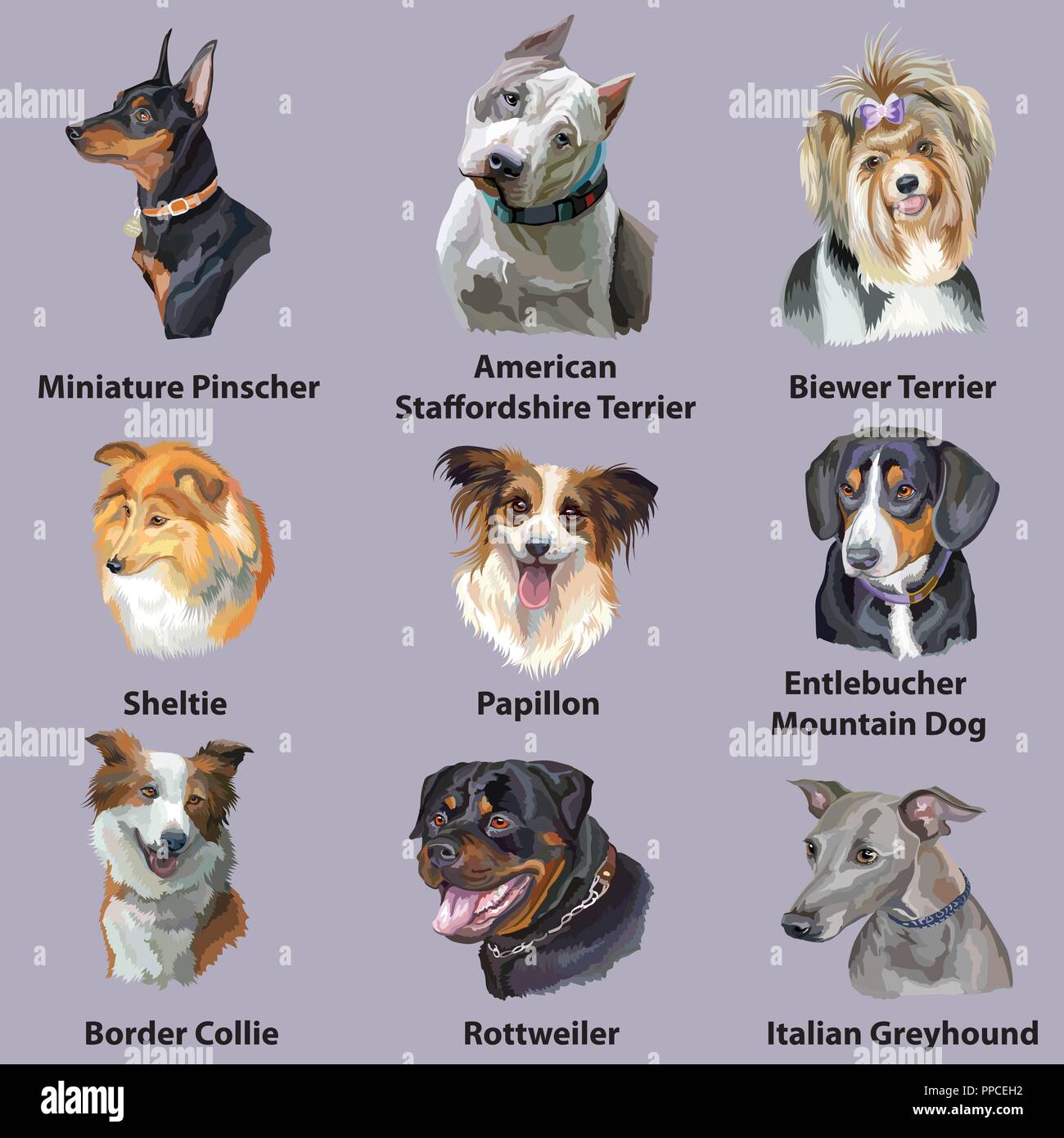 Série de portraits de vecteur coloré races ( border collie, papillon, American Staffordshire Terrier, sheltie, Greyhound, Rottweiler, Pi Miniature Illustration de Vecteur
