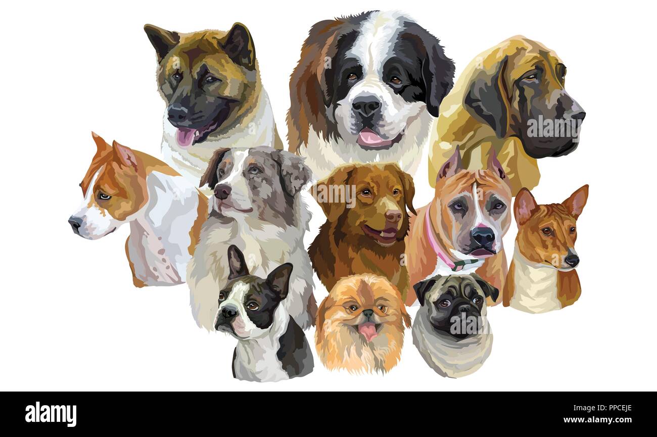 Série De Portraits Colorés De Vecteur Races De Chien Mignon