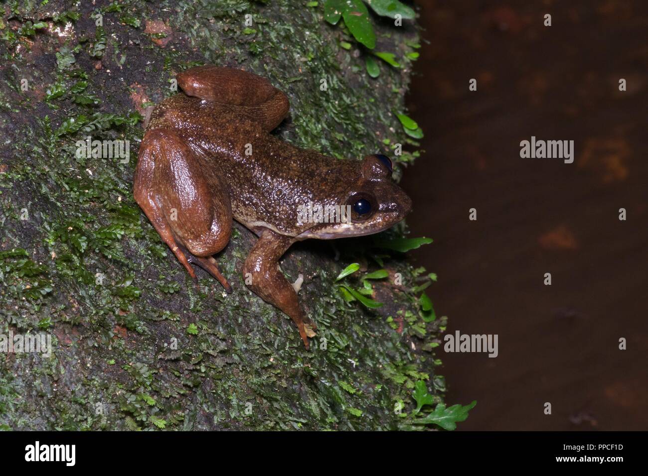 Une critique d'extinction de la famille de l'Togo Grenouille glissante (cf. Conraua derooi) à l'Atewa Range en bordure de la réserve forestière, au Ghana, en Afrique de l'Ouest Banque D'Images