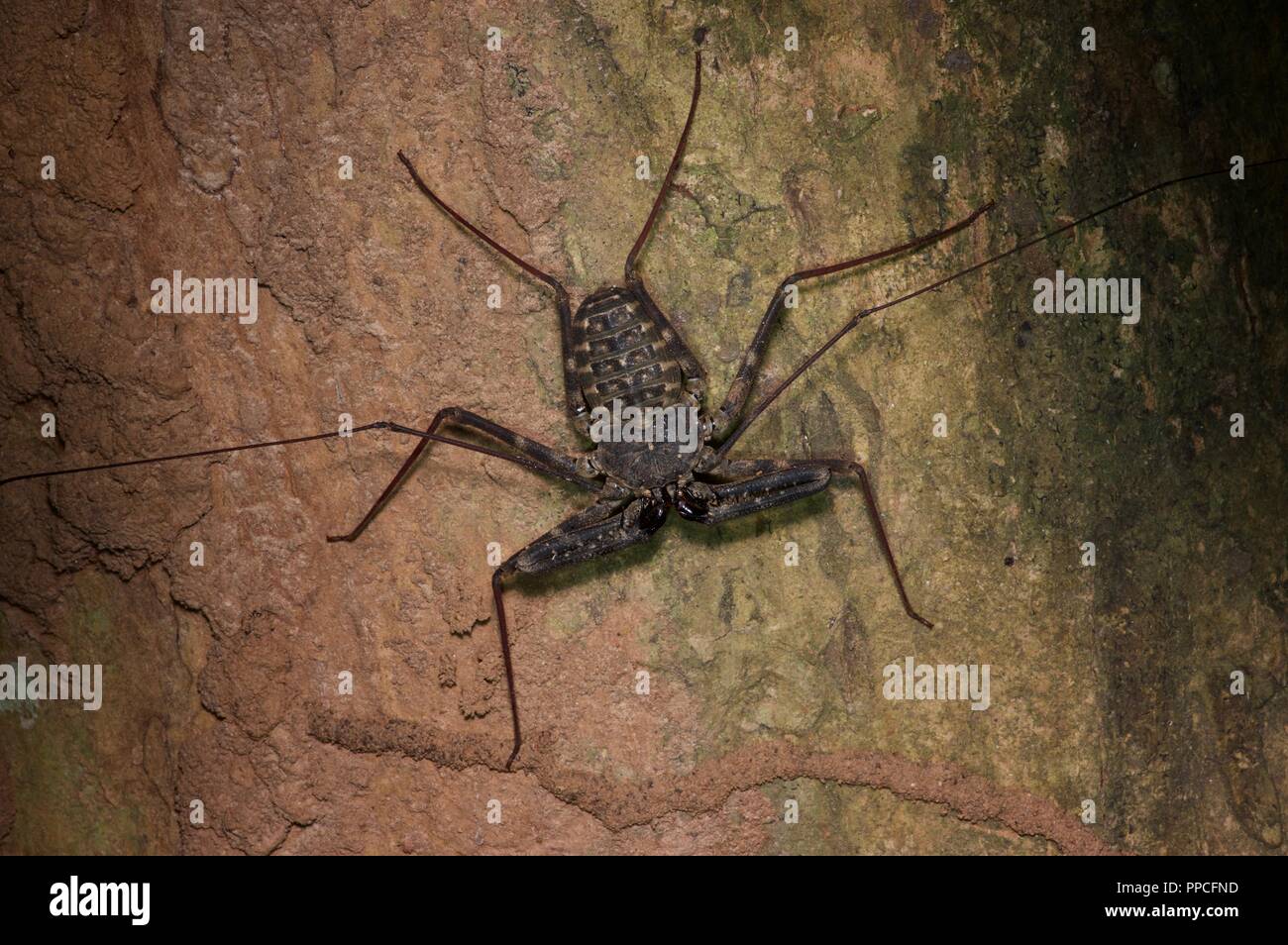 Un fouet sans queue (scorpion Damon medius) sur un tronc d'arbre dans la nuit dans la réserve forestière de Bobiri, Ghana, Afrique de l'Ouest Banque D'Images