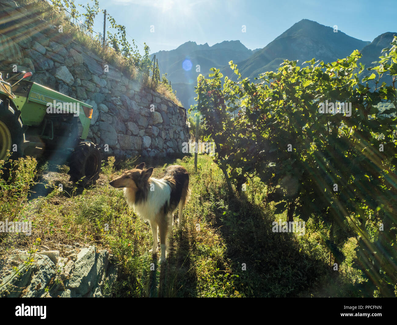 Chien au vignoble biologique des Granges dans la vallée d'Aoste, NW Italie Banque D'Images