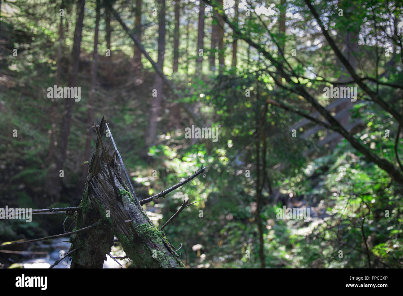 Rien ne dure pour toujours. Aussi un arbre meurt un jour ou l'autre Banque D'Images