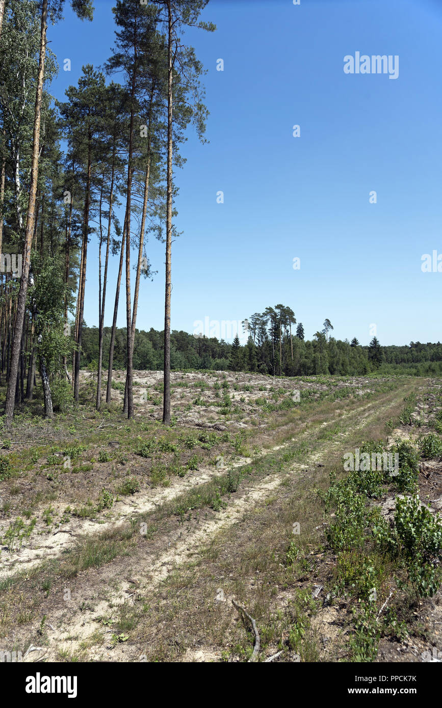 Le chemin forestier et d'une chaude journée d'été vous invite à vagabonder. Banque D'Images