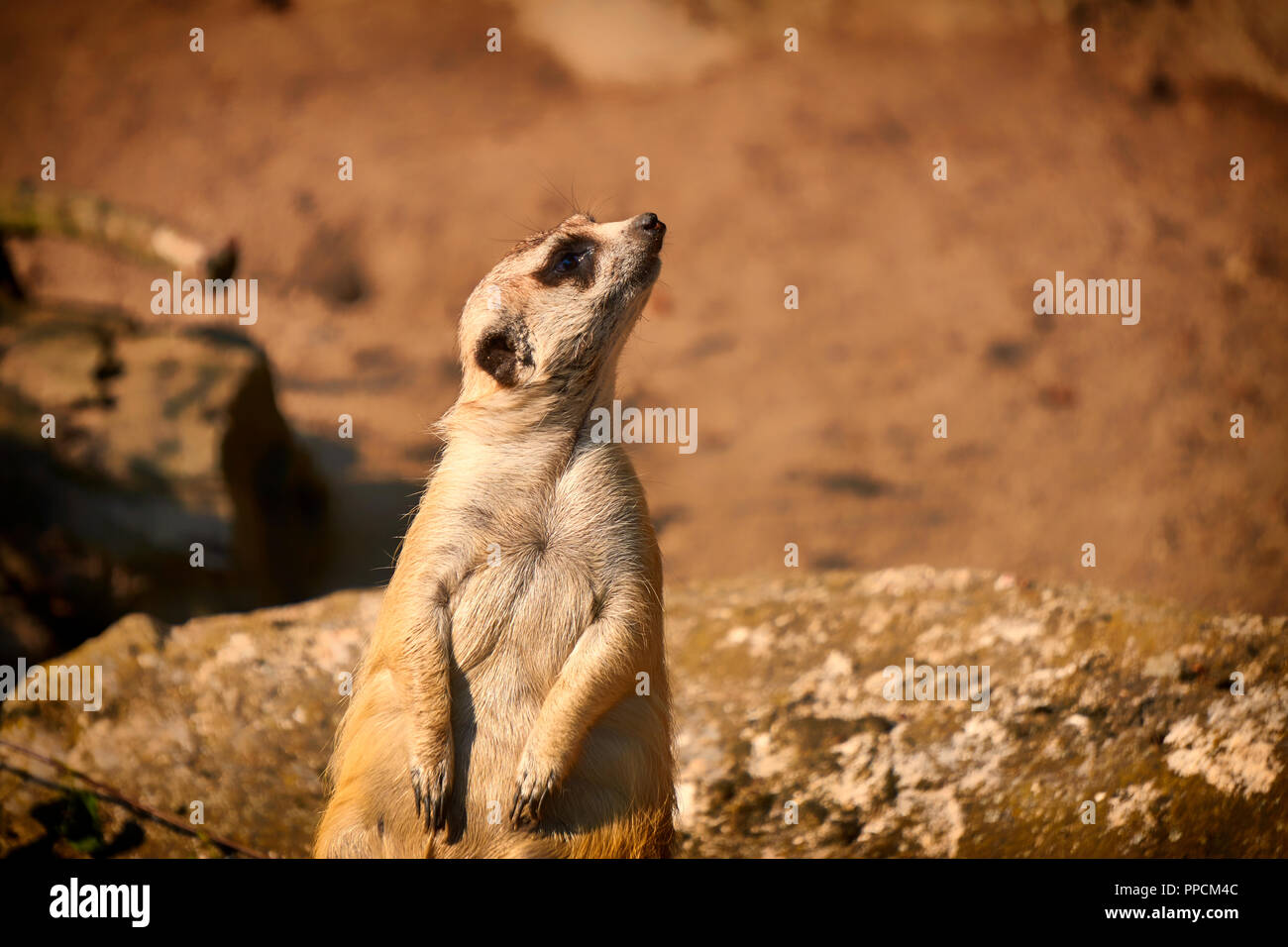Meerkat est assis et regarde autour de lui, drôle meerkat, meerkat mignon en face de son trou Banque D'Images