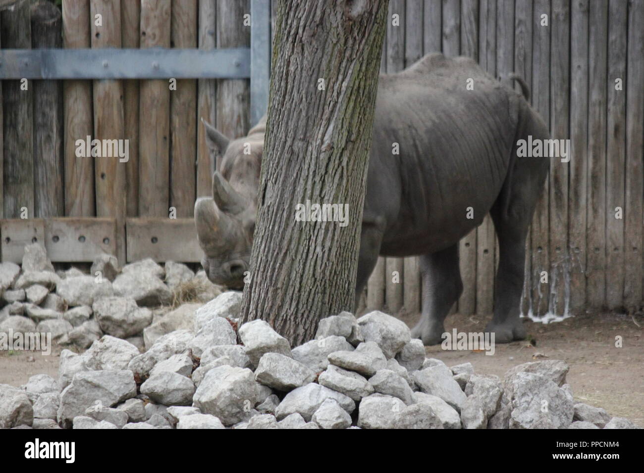 Rhinocéros noir en voie de disparition, Diceros bicornis, sa timidité et de se cacher derrière un arbre de Lincoln Park à Chicago sur une journée d'automne ensoleillée, D. bicornis. Banque D'Images