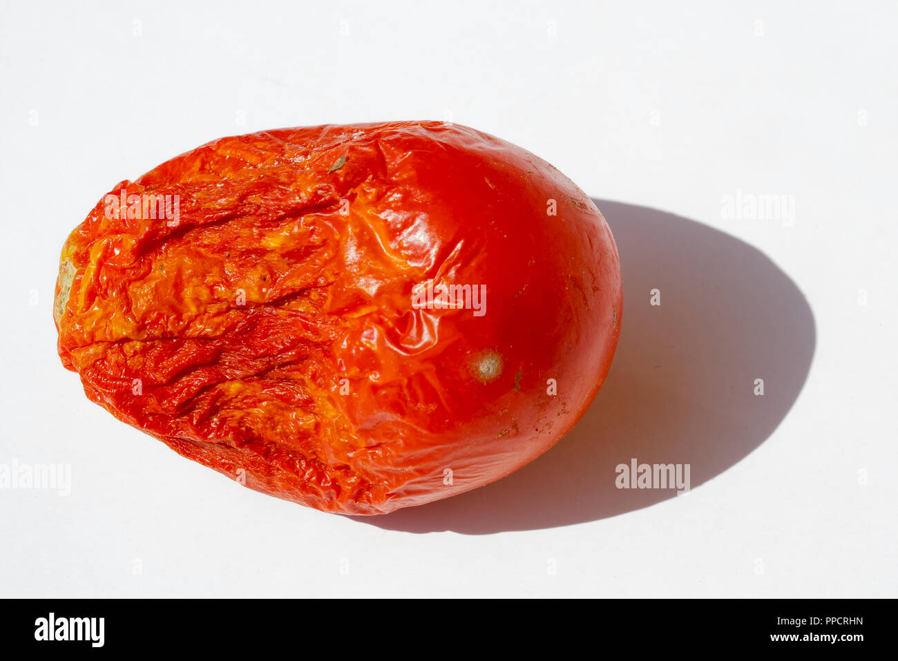 Tomates biologiques dans le soleil Banque D'Images