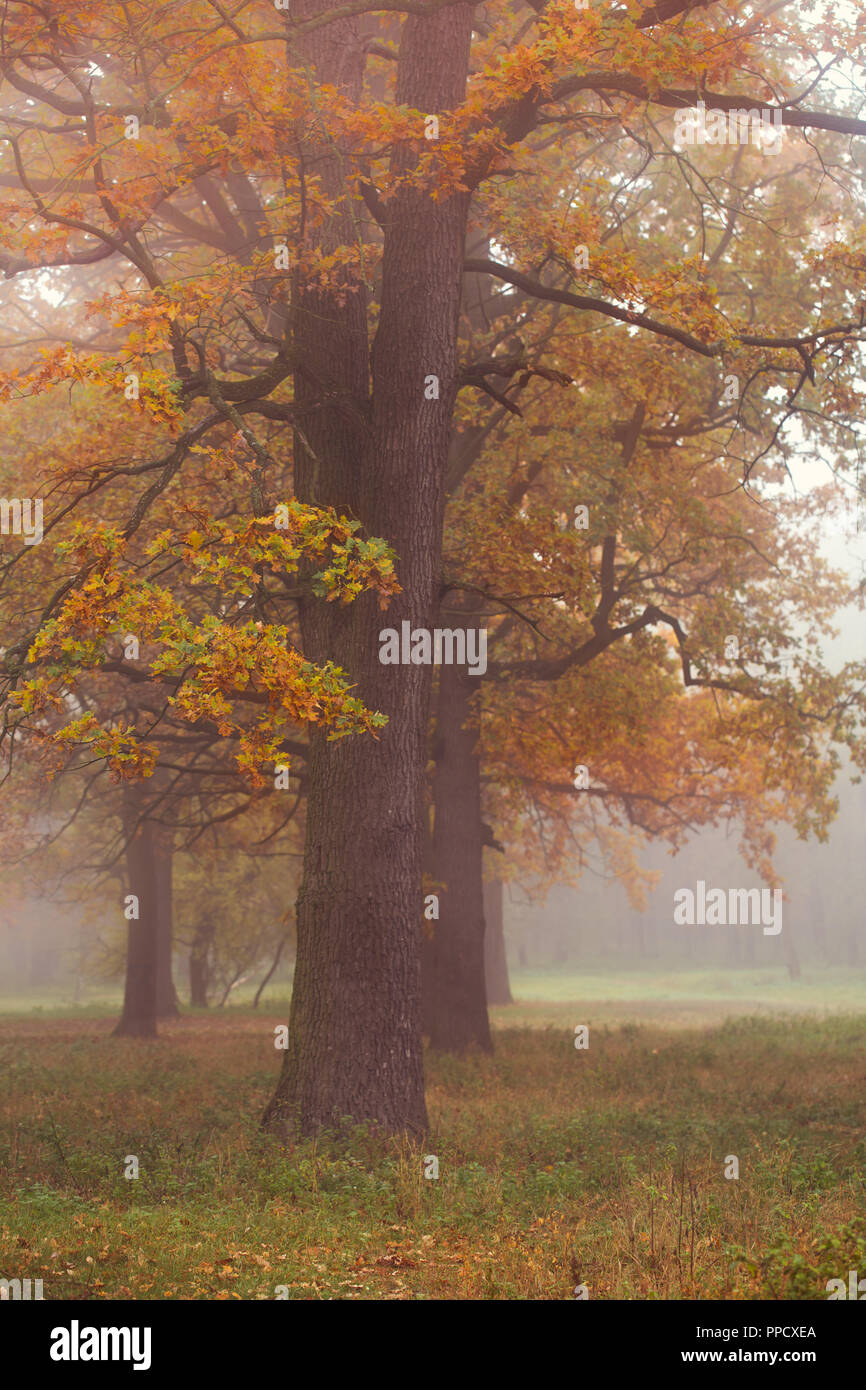 Forêt d'automne avec de vieux chênes dans le brouillard Banque D'Images