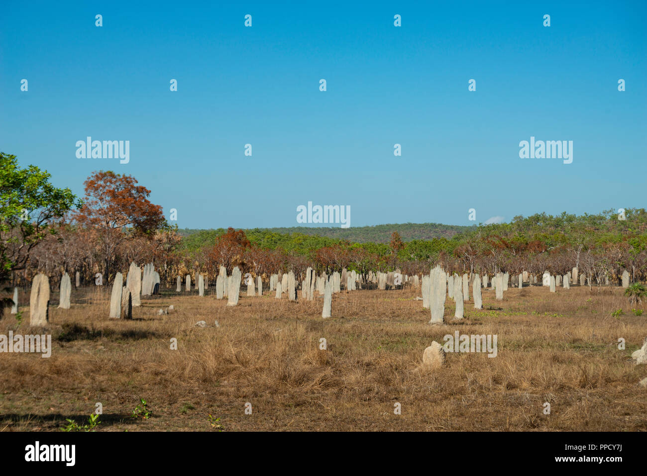 Termitières magnétiques, Litchfield National Park, Territoire du Nord, Australie Banque D'Images