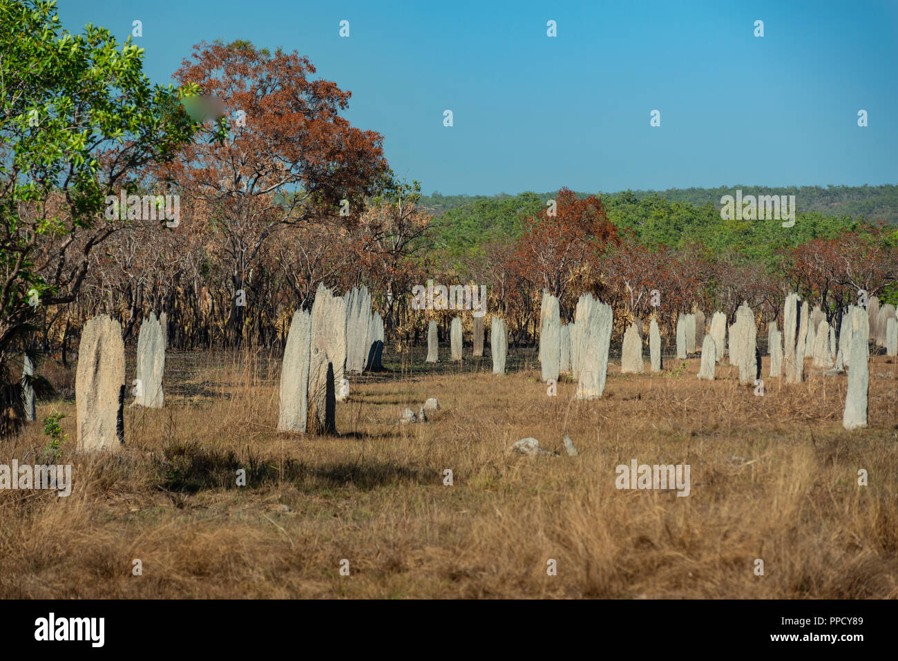 Termitières magnétiques, Litchfield National Park, Territoire du Nord, Australie Banque D'Images