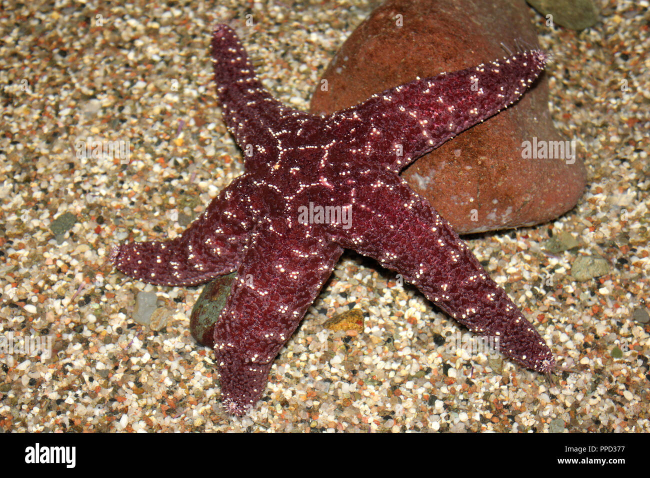 L'Etoile des ocres Pisaster ochraceus Banque D'Images