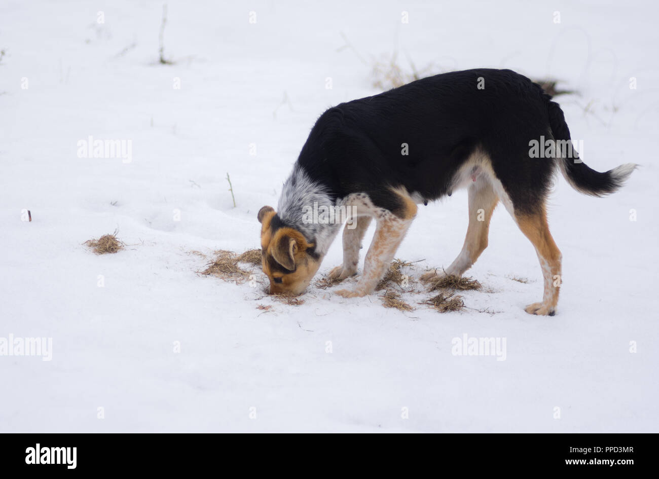 Mixed breed dog souris femelle trouvé trou lorsquu0027il est à lu0027étape