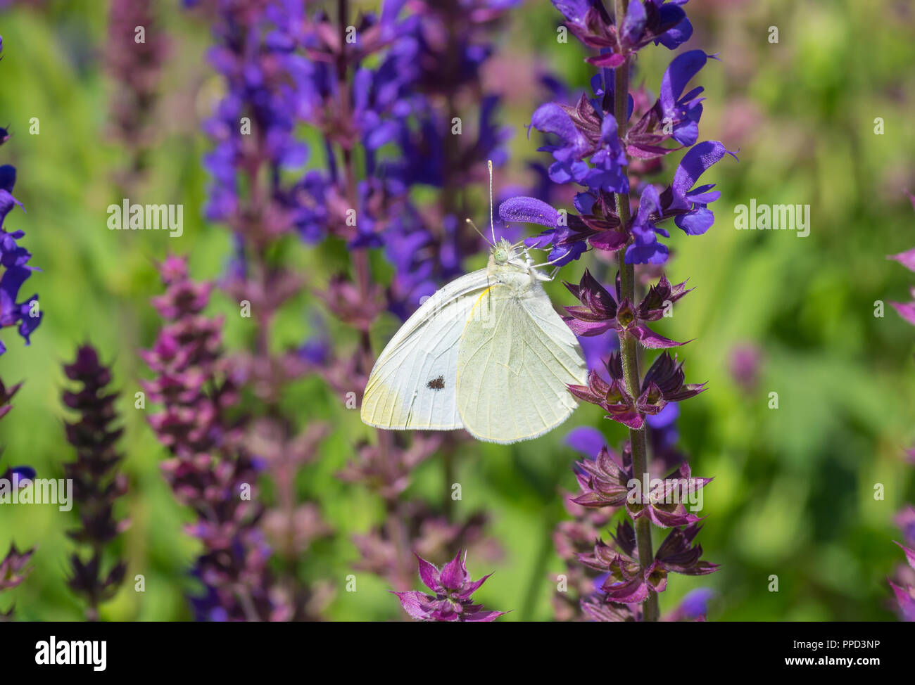 Papillon du chou (Pieris brassicae) sucer sur un papillon de nectar de fleur sauge sauvage Banque D'Images