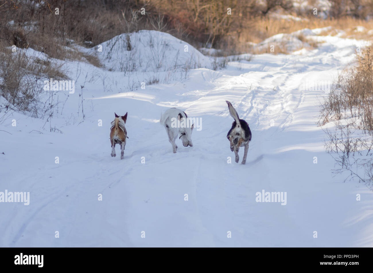 Trois chiens Basenji (à gauche et deux chiens de race mixte) chassant les uns les autres pays sur une route couverte de neige fraîche au jour d'hiver ensoleillé Banque D'Images