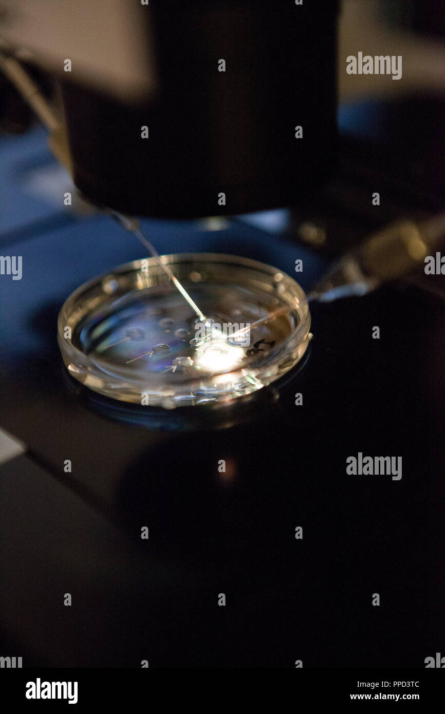 L'objet 'gel' à la Munich Kinderwunschzentrum an der Oper : La photo montre un employé qui effectue la fécondation artificielle au micromanipulateur. Banque D'Images