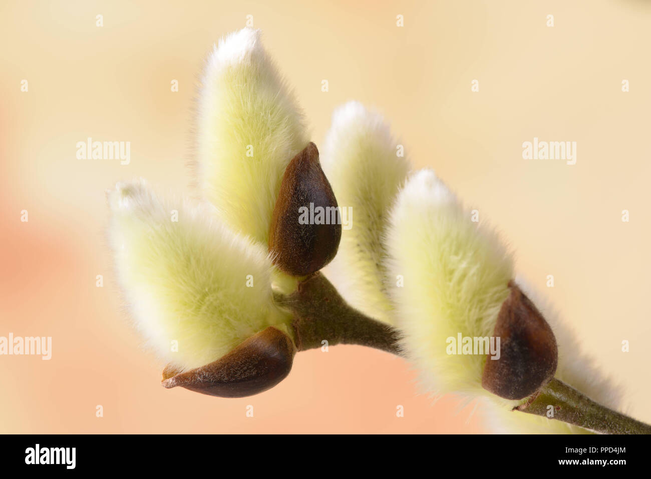 Pussy willow, pollen et allergie Banque D'Images