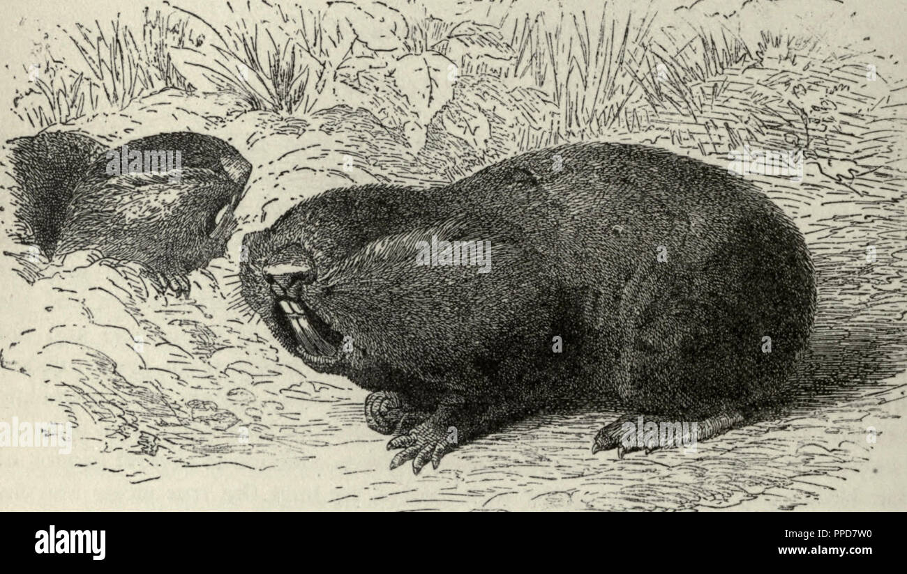 Le Grand Rat Taupe Banque D'Images