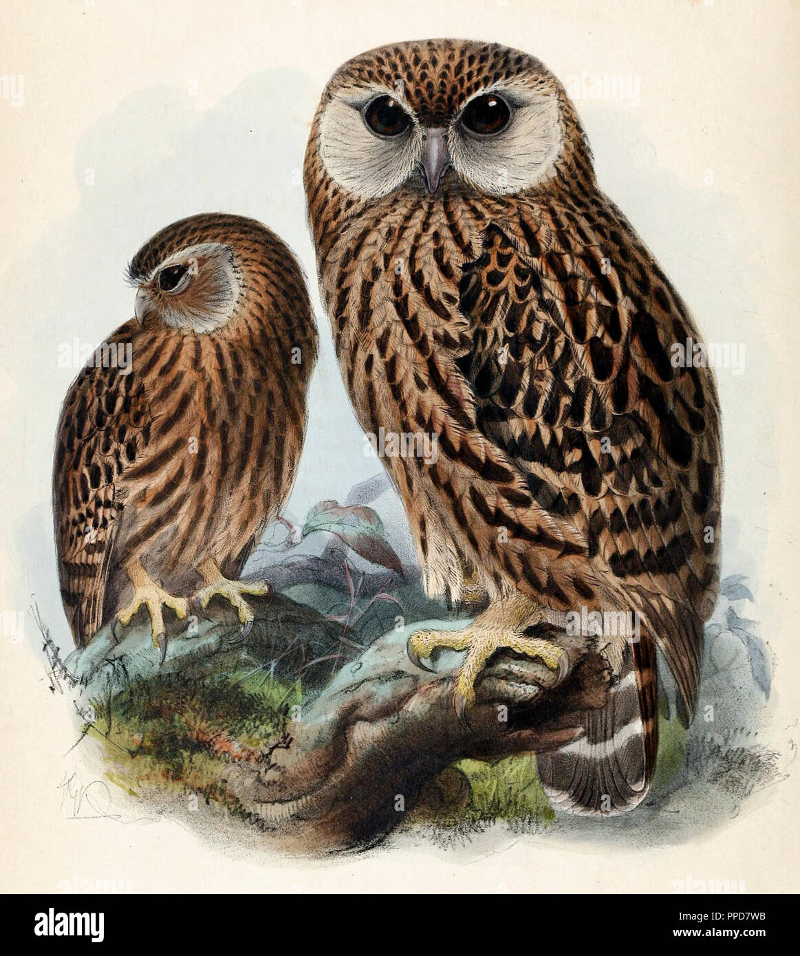 - Sceloglaux Albifacies Sceloglaux (The laughing owl albifacies), également connu sous le whÄ« kau ou la chouette blanche, était un hibou endémique de Nouvelle-Zélande. Lors de l'abondance de l'arrivée des colons européens en Nouvelle-Zélande, sa description scientifique a été publié en 1845, mais il a été en grande partie ou entièrement disparue en 1914. Banque D'Images