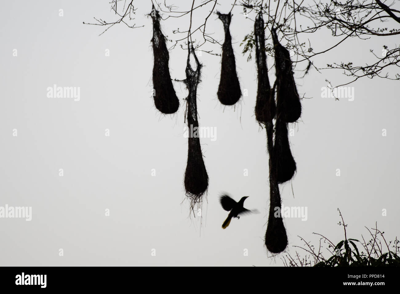Un crested oropendola (Psarocolius decumanus) voler dans les nids suspendus qu'oropendolas sont connus pour. Banque D'Images