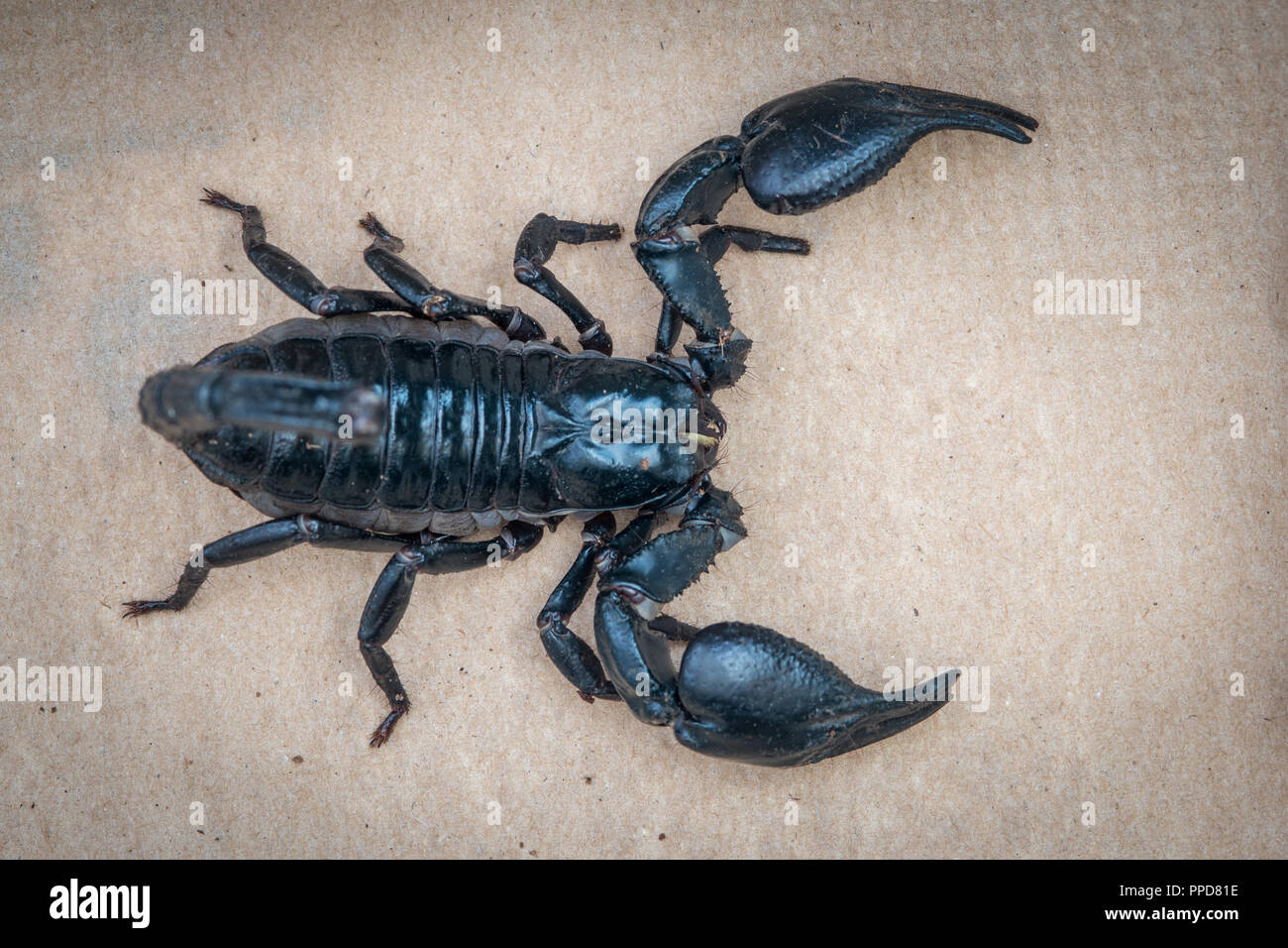 Forêt asiatique bleu Heterometrus spinifer (Scorpion) Banque D'Images