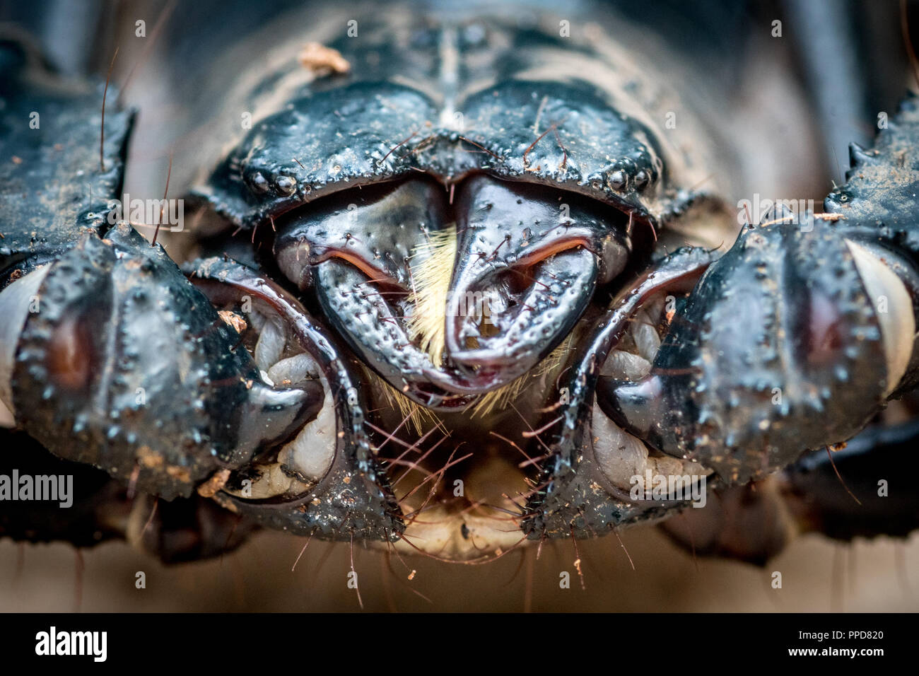 Forêt asiatique bleu Heterometrus spinifer (Scorpion) Banque D'Images