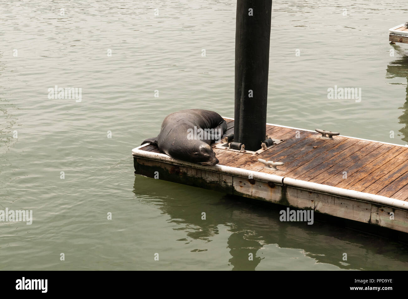 San Francisco, Californie - le 26 septembre 2018. Les Lions de mer se prélassent sur un quai de San Francisco près de Pier 39. Banque D'Images