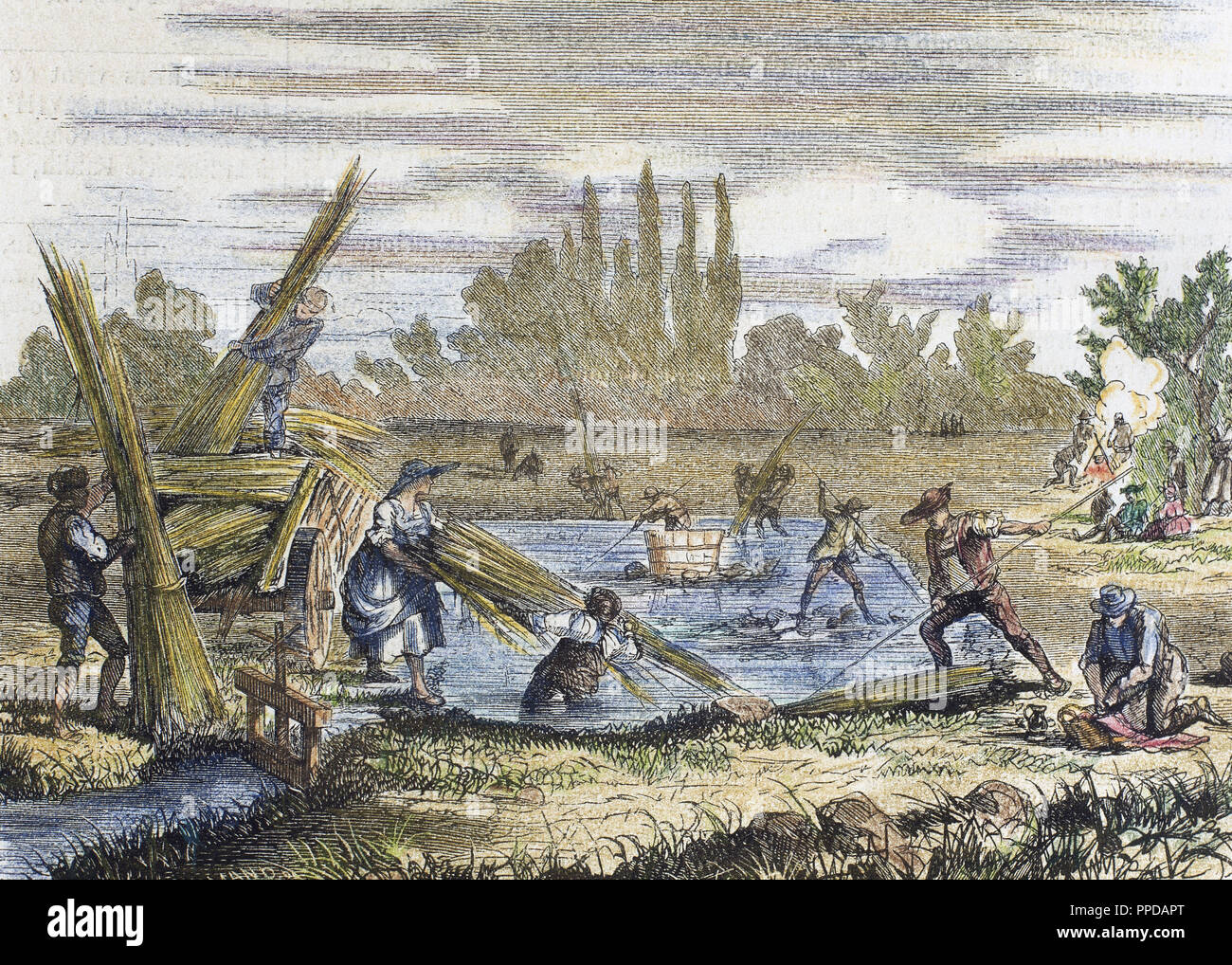 La récolte de chanvre. Des rives du Rhin. La gravure. 'L'illustration Journal Universel" (1860). 19e siècle. Banque D'Images