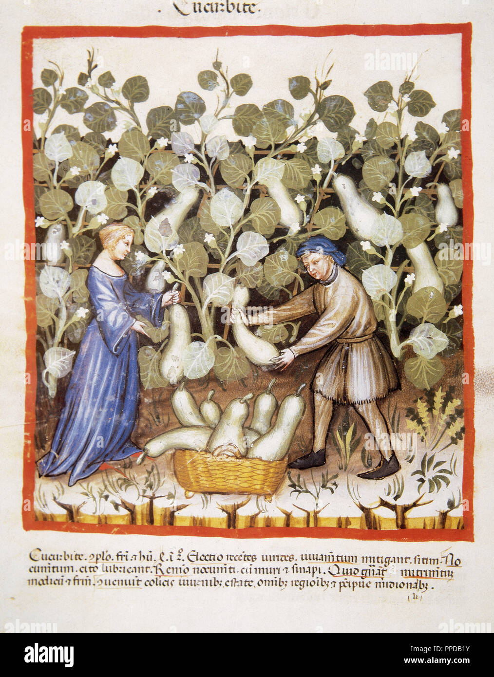 Tacuinum Sanitatis. Santé médiévale Manuel, datée d'avant 1400, la base d'observations d'ordre médical détaillant les aspects les plus importants d'aliments, de boissons et de l'habillement. La récolte aux agriculteurs les citrouilles. Miniature. Folio 22v. Banque D'Images