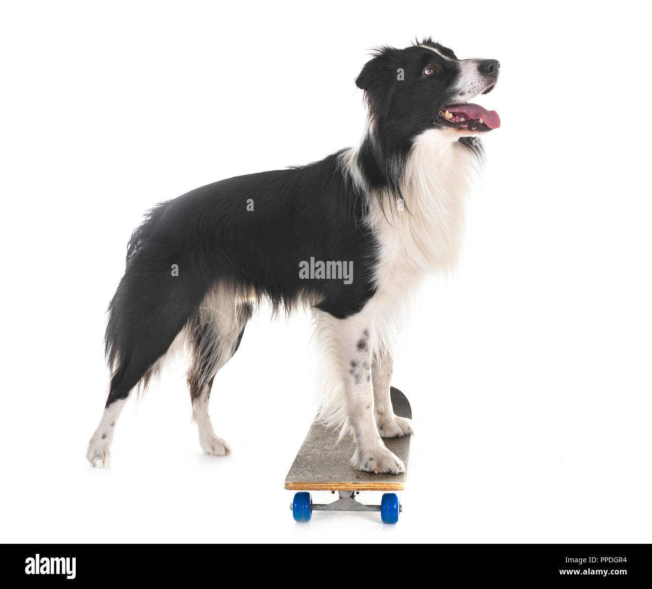 Dog skateboard Banque d'images détourées - Page 2 - Alamy